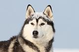 SIBERIAN HUSKY 229